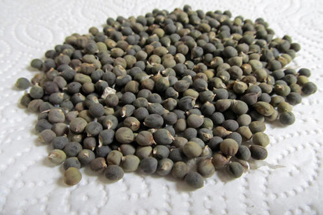 Organic bhindi seeds