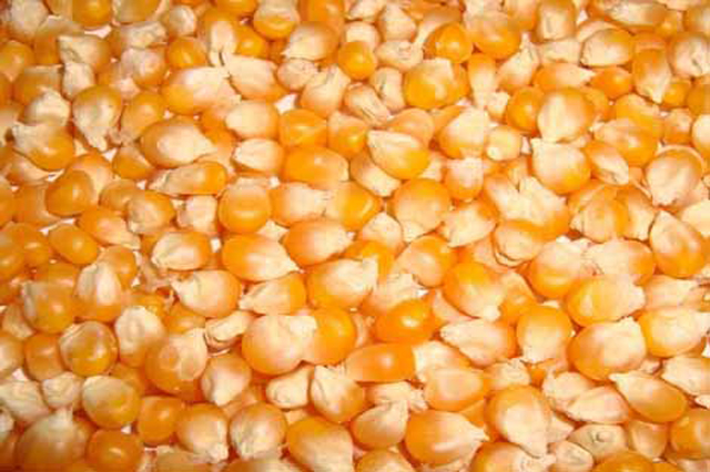 Organic Maize Seeds, Packaging Type : PP Bag