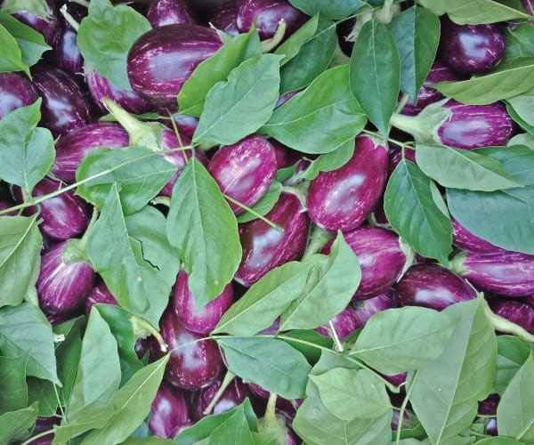 Organic Fresh Brinjal