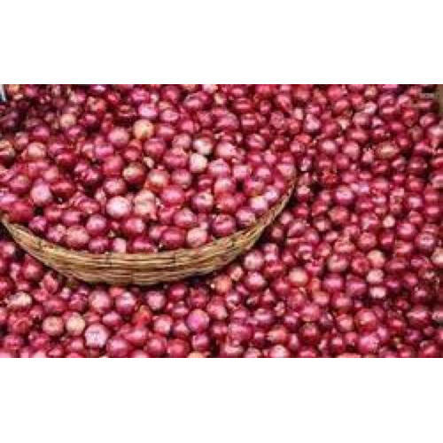 Organic Fresh Small Onion, for Cooking, Packaging Type : Net Bags