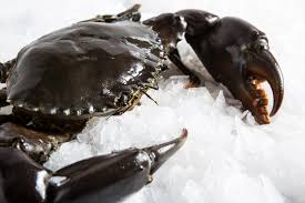 Mud Crabs Live, for Cooking, Food, Human Consumption, Making Medicine, Packaging Type : Carton Box