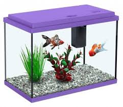 Small Fish Aquarium, for Cooking, Food, Human Consumption, Making Medicine, Making Oil, Packaging Type : Carton Box