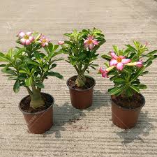 Non Polished Acrylic adenium bonsai plant, for Decorating Flower, Style : Antique