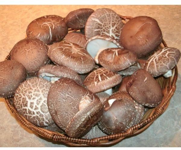 Shiitake Mushroom, Type Fresh at best price INR 750INR 1,500