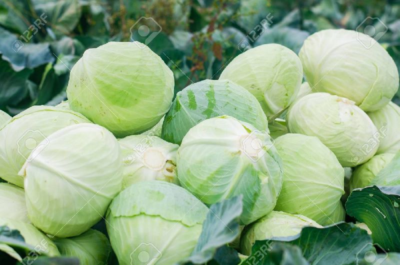 Fresh Cabbage, Packaging Type : CARTON