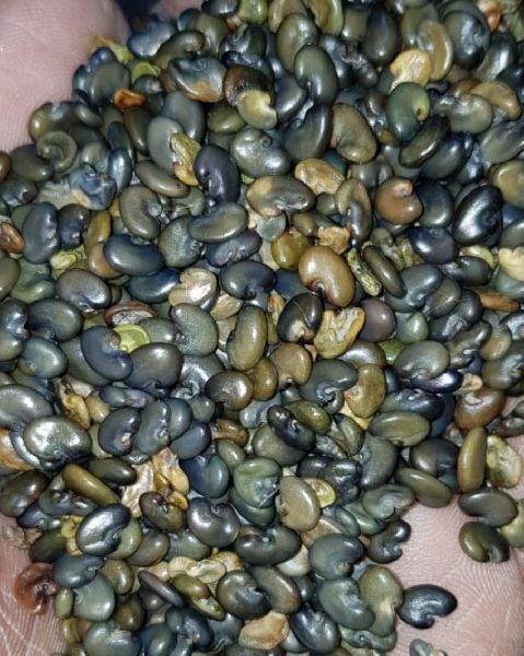 Common Sun Hemp Seeds, for Agriculture, Style : Dried, Natural, Raw