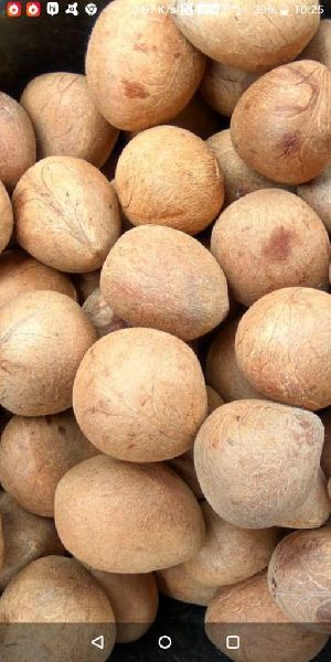 dry coconuts copra