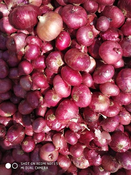 Common Nashik Onion, for Cooking, Enhance The Flavour, Human Consumption, Packaging Type : Jute Bags