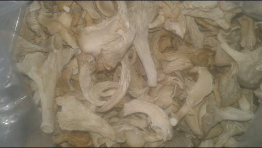 Dry Oyster Mushroom