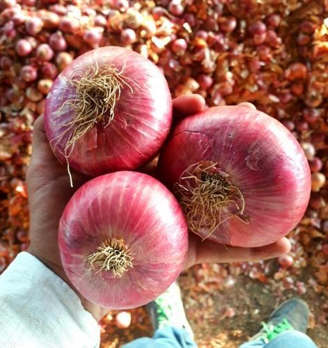 Organic Big Size Onion, Color : Red