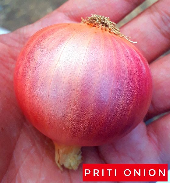 Oval-Round Organic Pink Onion, Onion Size Available : Small, Medium, Large