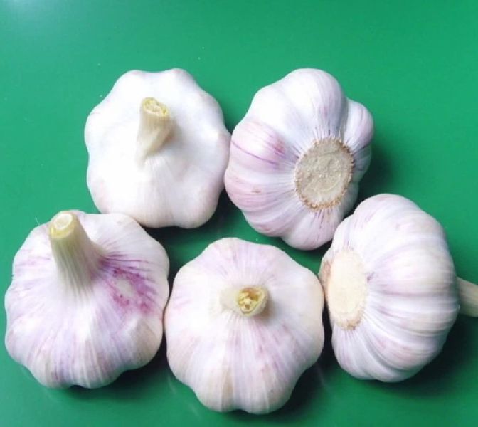 Organic Fresh Natural Garlic, Quality Available : B Grade