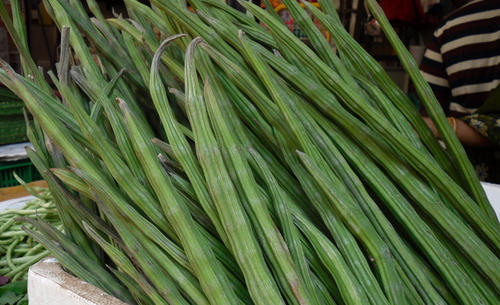 Common Fresh Drumsticks, for Cooking, Color : Green