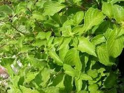 Tulsi Leaves