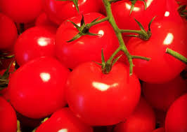 Organic fresh tomato, Shelf Life : 3-7days