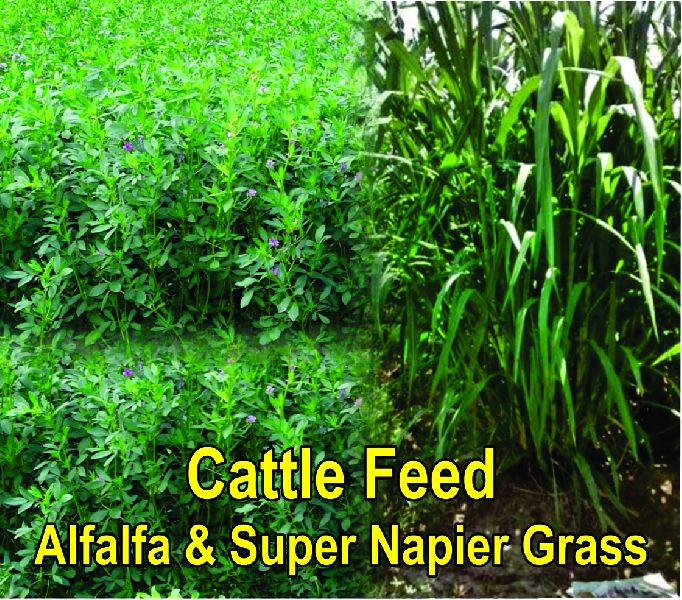 Cattle Feed Grass