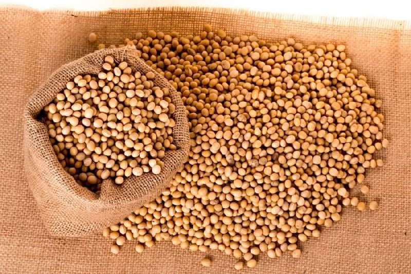 Organic soybean seeds, Feature : High Nutritional Value