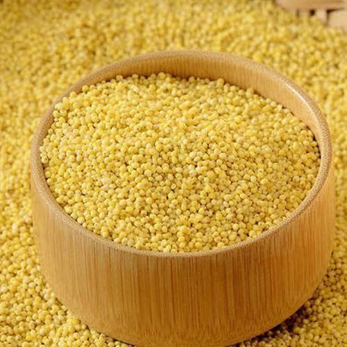 Organic Yellow Millet Seeds, Packaging Type : Plastic Bag, Jute Bag