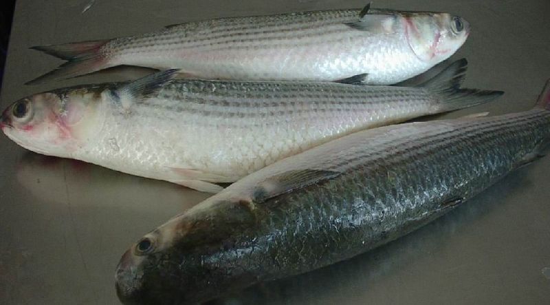 Grey Mullet, for Human Consumption, Style : Fresh, Frozen