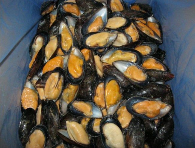 Mussels / Mytilus chilensis