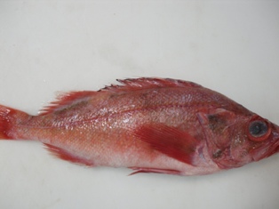 PACIFIC PERCH (RED FISH), for Food, Style : Fresh, Frozen
