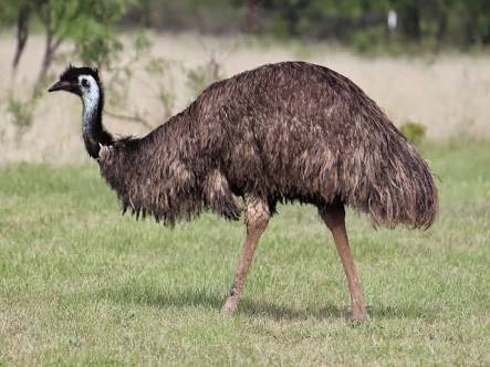 Emu Birds ,Emu Meat ,Emu Eggs, for Cooking, Food