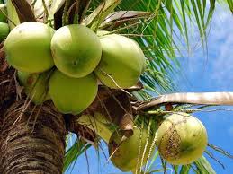 coconut