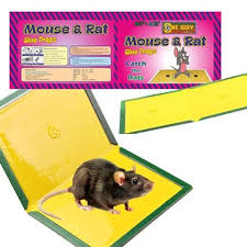 mouse glue trap