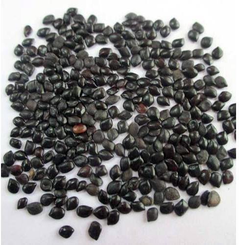 Cassia Absus Seeds, Style : Dried