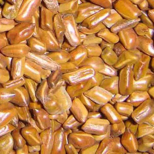 Cassia Tora seeds