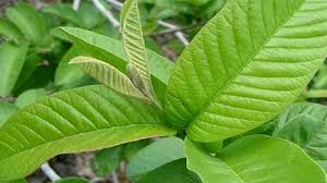 Guava leaves, for Ayurvedic Medicine, Color : Green