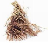 Organic Vinca Rosea Root, Style : Dried