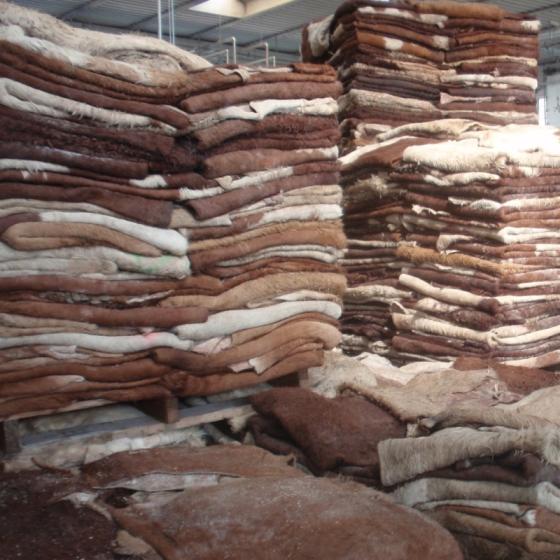 Traditional Salted Raw Hides