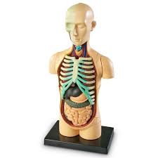 Plastic Human Physiology Models, for School, Science Laboratory, Feature : Accurate Design, Crack Proof