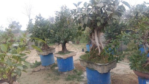 Natural Bonsai Plants, for Nursery Use, Plantation, Length : 0-2Ft, 2-5Ft