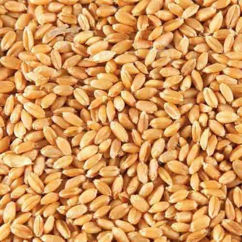 Wheat, Form : Seed