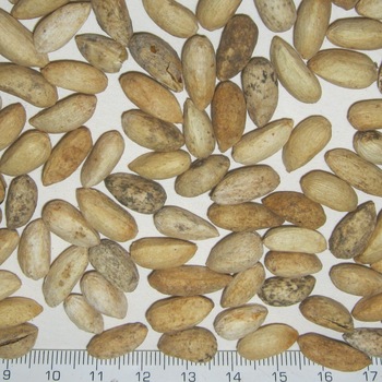 High Quality Neem Seed