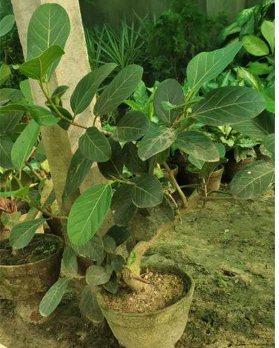 Natural bonsai plant, Length : 0-2Ft, 2-5Ft