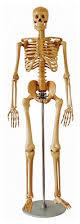 Non Polished Bone Inlaid Human Skeleton, for Educational Use, Color : Creamy, Snow-white, White