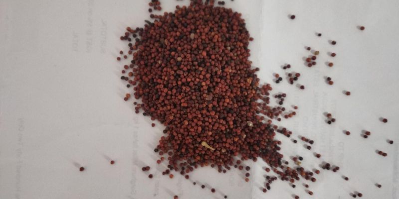 Natural Finger Millet Seeds, for Cooking, Style : Dried