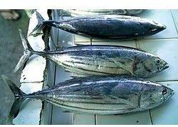 Tuna Fish, for Cooking, Food, Human Consumption, Making Medicine, Making Oil, Market, Canned, Feature : Good For Health