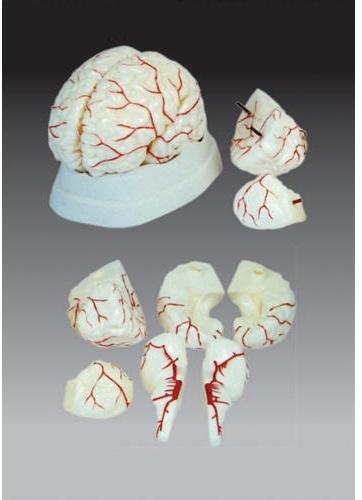 Human Brain with Arteries Model, for Educational, Medical, Packaging Type : Corrugated Box