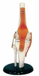 PVC Human Knee Joint Model, for Medical Institute, Nursing Institute, Feature : High Durability, Light Weight
