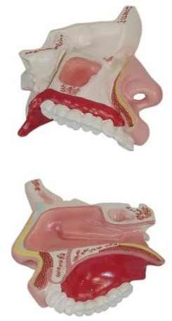 PVC Human Nasal Cavity Model, for Science Laboratory, Feature : Durable