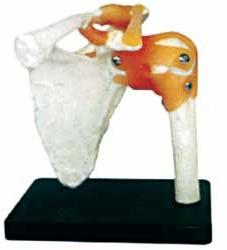 PVC Human Shoulder Joint Model, for Medical Institute, School, Feature : Extra Stronger, High Durability