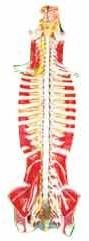 PVC Human Spinal Cord model, for Science Laboratory, Feature : Light Weight