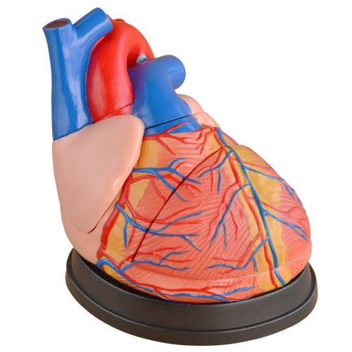 PVC Human Heart Model, for Science Laboratory, Packaging Type : Box