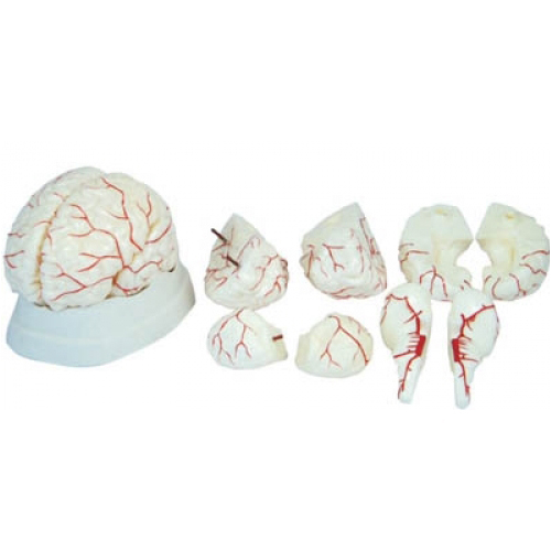 Plastic XC-308 -Human Brain Model, for Educational, Color : Creamy