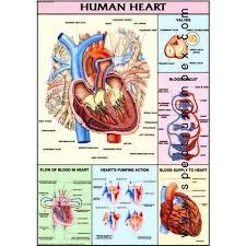 Rectangular Paper Human Physiology Chart, for Hospital, Office, School, Style : Portable