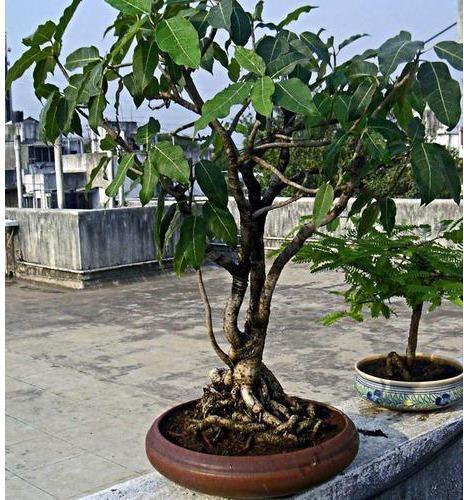 Organic Paycas Bonsai Plant, Length : 0-2 Ft, 2-5 Ft